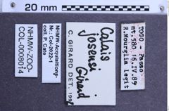Etikette zu Calais josensi (NHMW-ZOO-COL-0008014)
